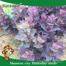 Suntoday Asian home garden supply catalog vegetable hybrid Fruit and vegetable F1 Organic prunella asisatica nakai seeds(81001)